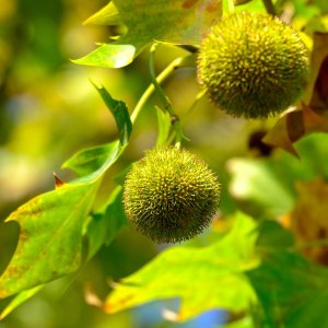 Gaštan jedlý (Castanea Sativa) ´BOUCHE DE BETIZAC´ - výška 250-300 cm, kont. C30L